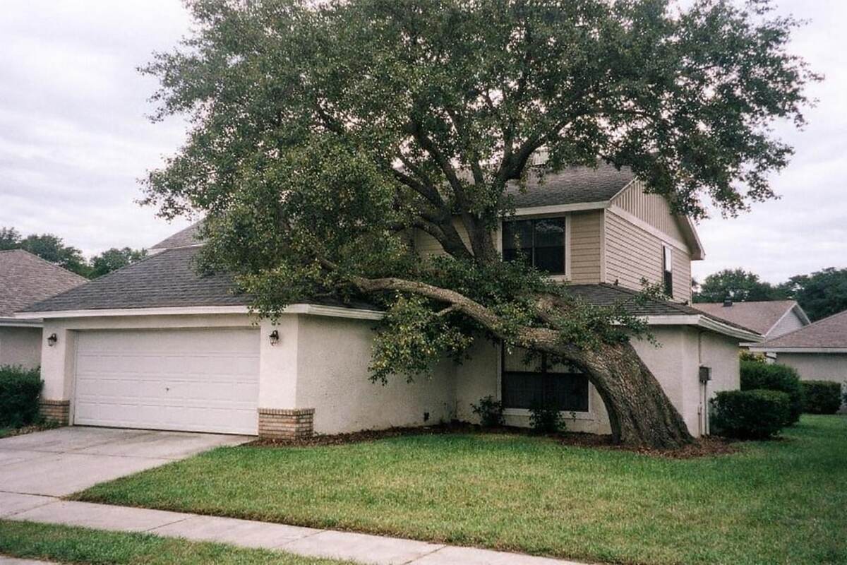 A planted oak whose limbs now reach a shingle roof